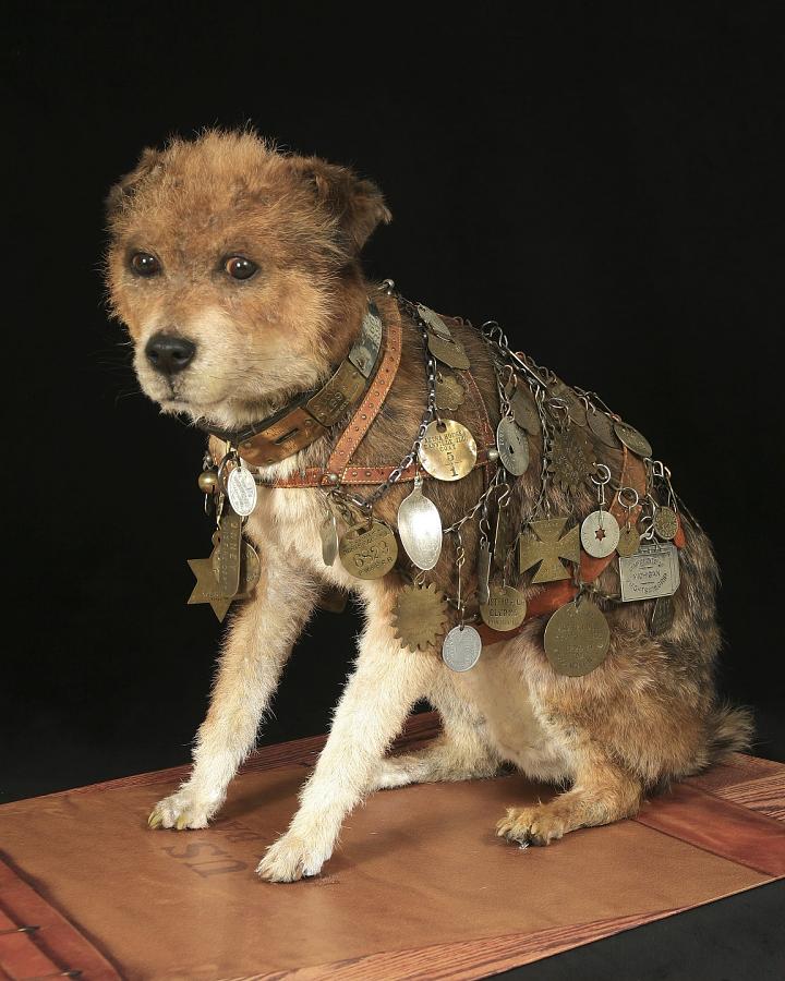 Owney, the small brown postal dog, preserved wearing a harness covered in travel tags